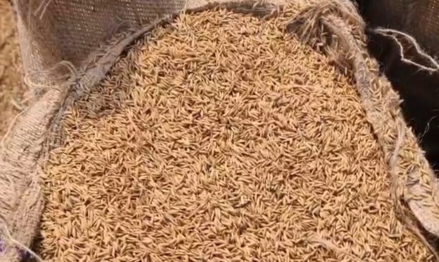 खरीफ विपणन वर्ष 2025-26 : 23.48 लाख किसानों से धान खरीदी, ₹29,597 करोड़ का भुगतान