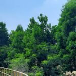 3.52 लाख पौधों के रोपण से हरित आवरण में हुआ बढ़ोत्तरी