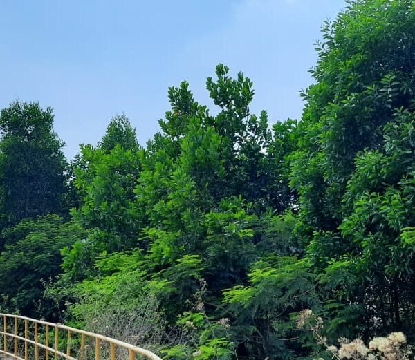 3.52 लाख पौधों के रोपण से हरित आवरण में हुआ बढ़ोत्तरी