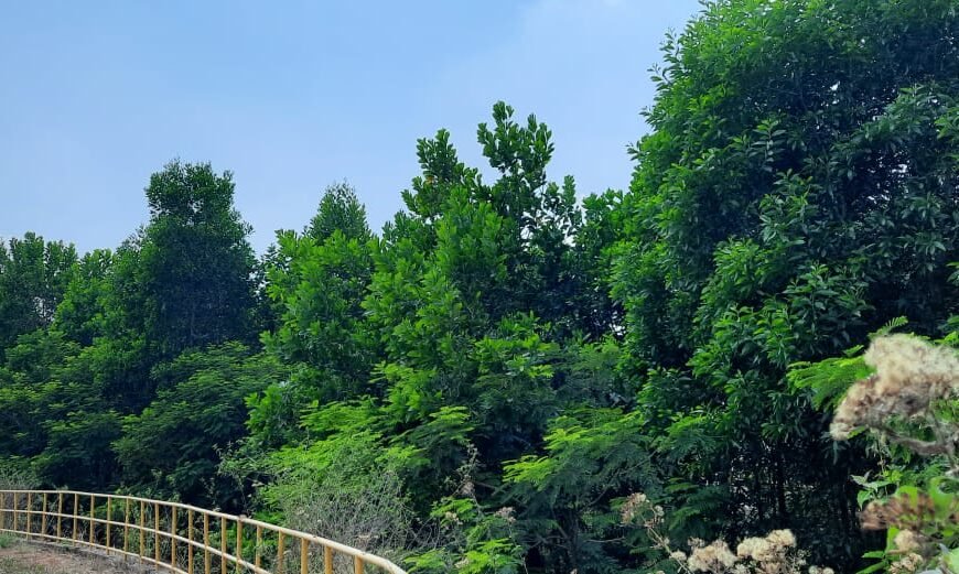 3.52 लाख पौधों के रोपण से हरित आवरण में हुआ बढ़ोत्तरी