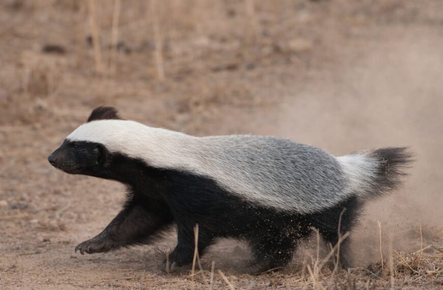 छत्तीसगढ़ की जैव विविधता में जुड़ा नया अध्याय,मरवाही रेंज में दिखा दुर्लभ वन्यजीव हनी बैजर