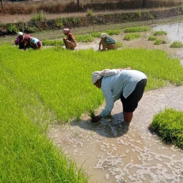 फसल विविधीकरण से बदली धमतरी के किसानों की तक़दीर, रागी-दलहन ने खोले आय के नए द्वार
