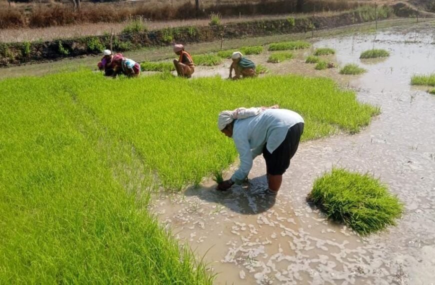 फसल विविधीकरण से बदली धमतरी के किसानों की तक़दीर, रागी-दलहन ने खोले आय के नए द्वार