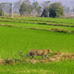 मां से बिछड़कर खेत में पहुंचा चार माह का तेंदुए का शावक