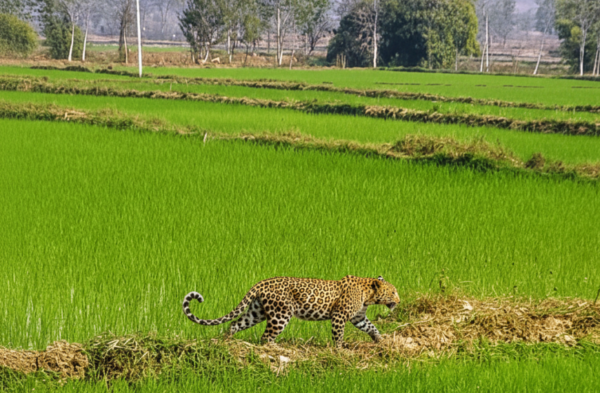 मां से बिछड़कर खेत में पहुंचा चार माह का तेंदुए का शावक
