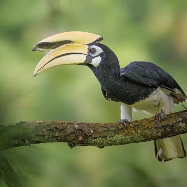 दुर्लभ हॉर्नबिल संरक्षण की विशेष पहल :उदंती-सीतानदी में विकसित हो रहे प्राकृतिक उद्यान