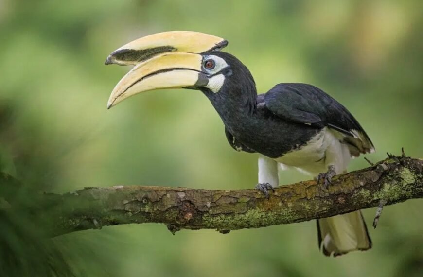 दुर्लभ हॉर्नबिल संरक्षण की विशेष पहल :उदंती-सीतानदी में विकसित हो रहे प्राकृतिक उद्यान