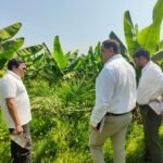 खाद्य तेल में आत्मनिर्भरता की ओर छत्तीसगढ़ : राज्य में 10,796 हेक्टेयर क्षेत्रों में ऑयल पाम की खेती