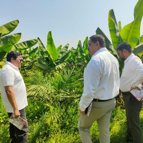 खाद्य तेल में आत्मनिर्भरता की ओर छत्तीसगढ़ : राज्य में 10,796 हेक्टेयर क्षेत्रों में ऑयल पाम की खेती