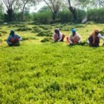 धान से ब्राम्ही तक : कम लागत में अधिक लाभ की ओर अग्रसर किसान