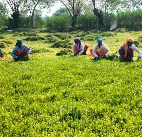 धान से ब्राम्ही तक : कम लागत में अधिक लाभ की ओर अग्रसर किसान
