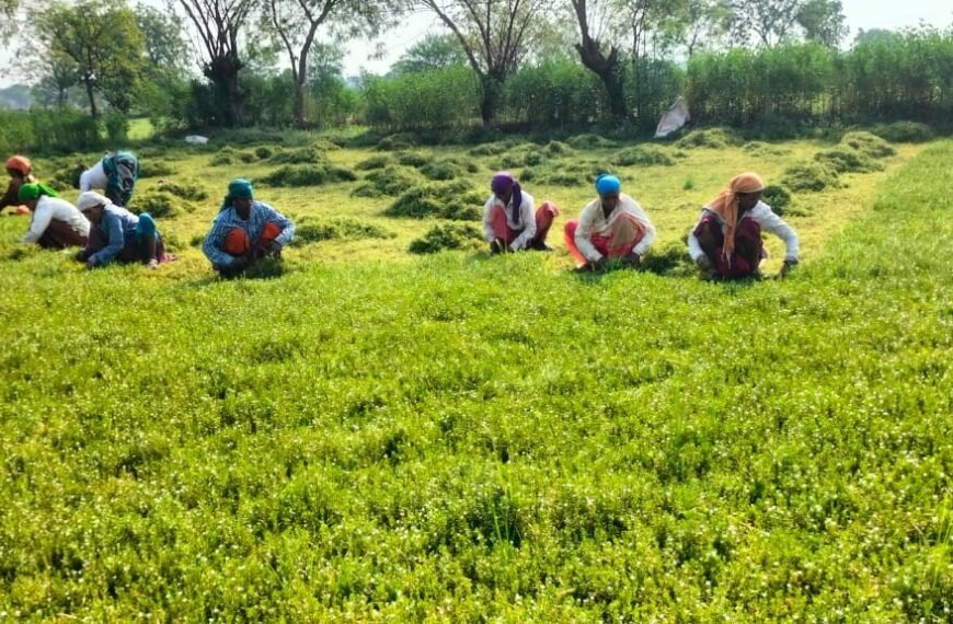 धान से ब्राम्ही तक : कम लागत में अधिक लाभ की ओर अग्रसर किसान