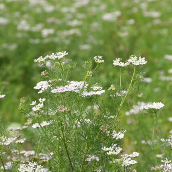 धान के बदले धनिया की खेती की ओर किसानों का रुझान