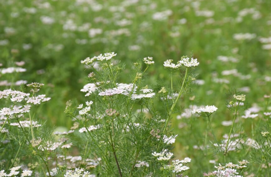 धान के बदले धनिया की खेती की ओर किसानों का रुझान