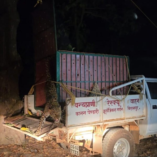 कटघोरा वनमंडल की सतर्कता से तेंदुए का सफल रेस्क्यू और शिकारी गिरफ्तार