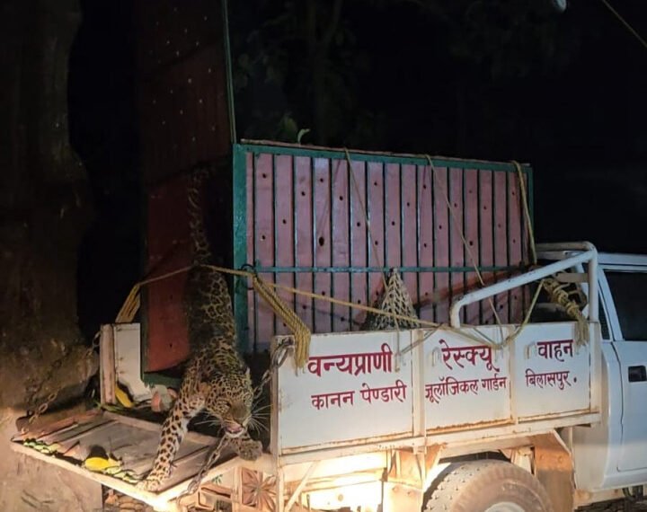 कटघोरा वनमंडल की सतर्कता से तेंदुए का सफल रेस्क्यू और शिकारी गिरफ्तार