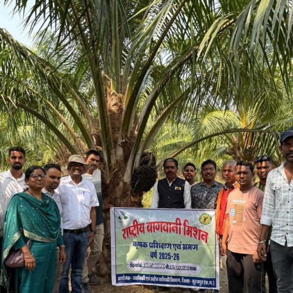छत्तीसगढ़ के किसानों ने ओडिशा में देखी ऑयल पाम की खेती