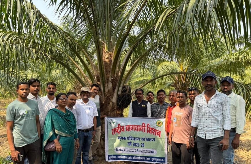 छत्तीसगढ़ के किसानों ने ओडिशा में देखी ऑयल पाम की खेती