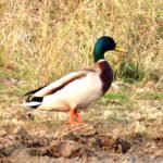 गिधवा टैंक में प्रवासी मल्लार्ड का आगमन, बढ़ी क्षेत्र की पहचान