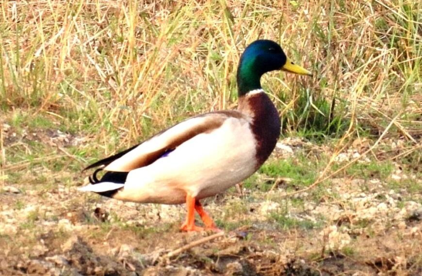 गिधवा टैंक में प्रवासी मल्लार्ड का आगमन, बढ़ी क्षेत्र की पहचान