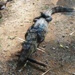 मगरमच्छ का सुरक्षित रेस्क्यू, जंगल सफारी में मिला नया आश्रय