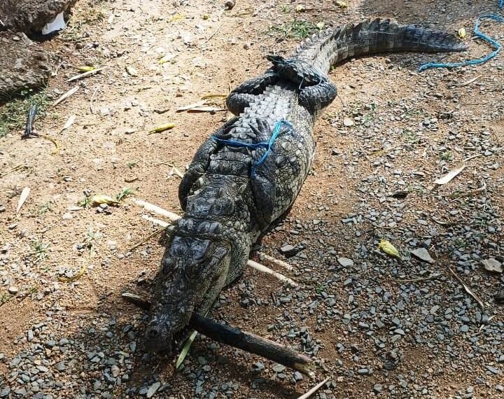 मगरमच्छ का सुरक्षित रेस्क्यू, जंगल सफारी में मिला नया आश्रय