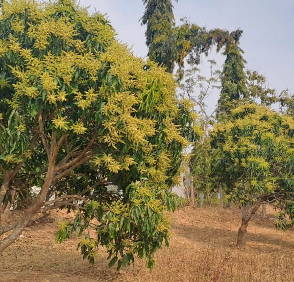 जशपुर की अमराइयों में बौरों की बहार, रिकॉर्ड उत्पादन की उम्मीद