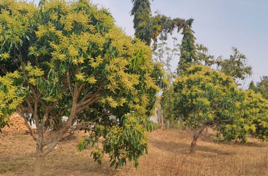 जशपुर की अमराइयों में बौरों की बहार, रिकॉर्ड उत्पादन की उम्मीद