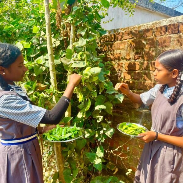 बच्चों को मिल रहा पौष्टिक आहार विद्यालय की बगिया से