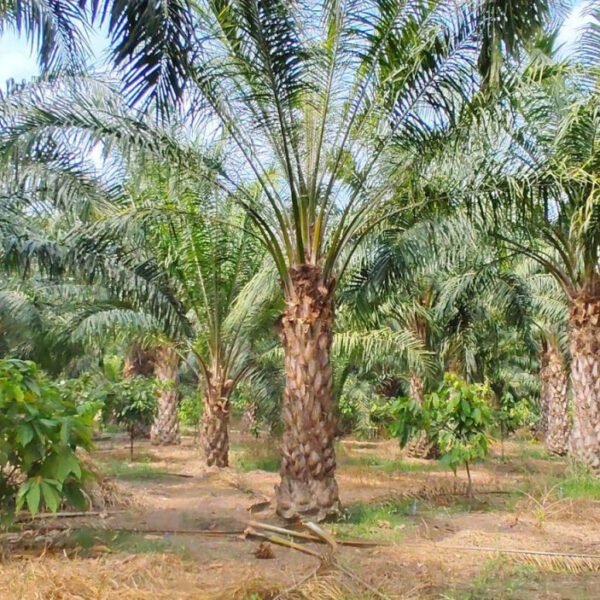 एक एकड़ में सवा लाख रुपए का मुनाफा देने वाला पाम ऑयल की खेती