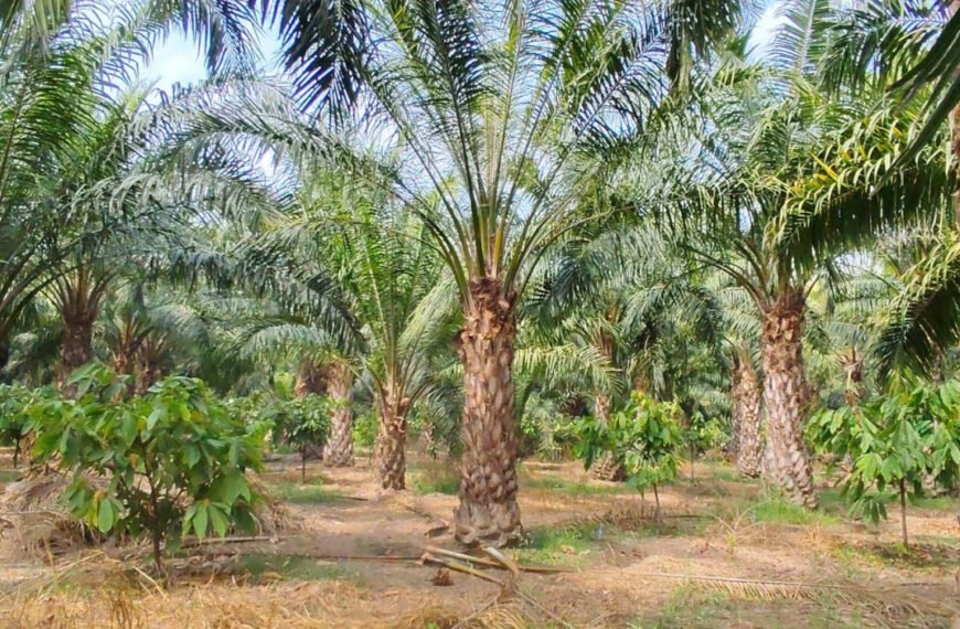एक एकड़ में सवा लाख रुपए का मुनाफा देने वाला पाम ऑयल की खेती