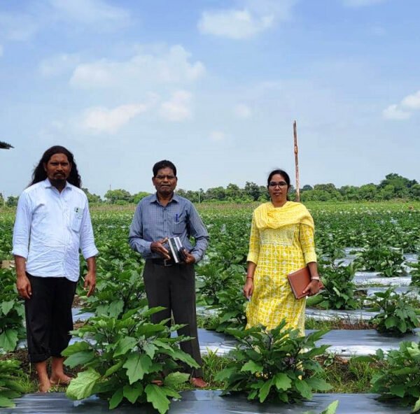 ग्राफ्टेड बैगन से 16 लाख रूपए की आमदनी