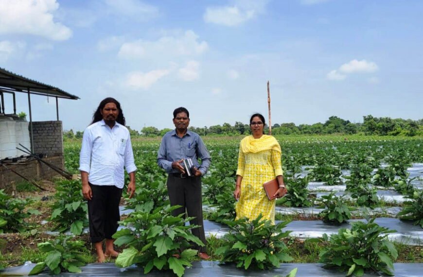 ग्राफ्टेड बैगन से 16 लाख रूपए की आमदनी