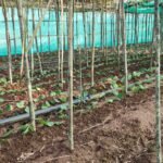 पान की विलुप्त होती खेती को नया जीवन, छुईखदान में पान अनुसंधान केन्द्र की स्थापना