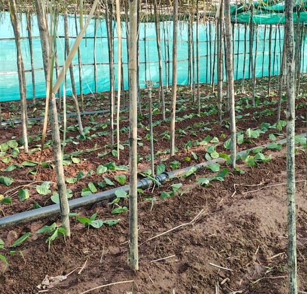 पान की विलुप्त होती खेती को नया जीवन, छुईखदान में पान अनुसंधान केन्द्र की स्थापना