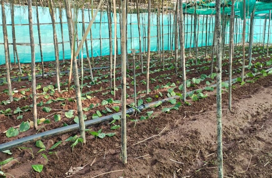 पान की विलुप्त होती खेती को नया जीवन, छुईखदान में पान अनुसंधान केन्द्र की स्थापना