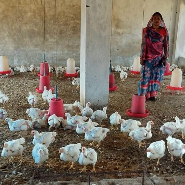 हौसले ने बदली तकदीर : मुर्गी पालन से आत्मनिर्भर बनीं ग्राम जमथान की सकून मौर्या