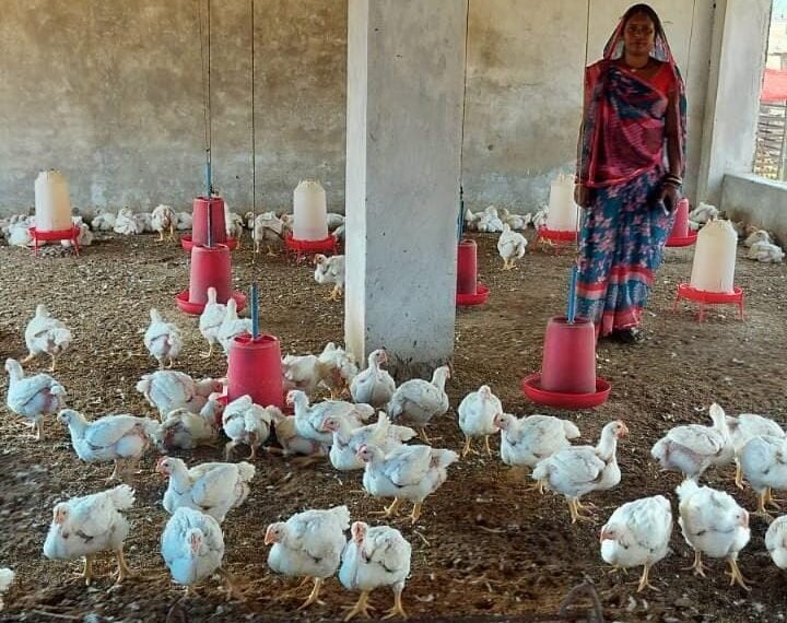 हौसले ने बदली तकदीर : मुर्गी पालन से आत्मनिर्भर बनीं ग्राम जमथान की सकून मौर्या