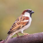 विश्व गौरैया दिवस पर वेबीनार आयोजित : संरक्षण के लिए जागरूकता पर जोर