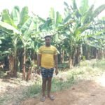 केला उत्पादन से बढ़ी आमदनी, उद्यानिकी खेती से मिला नया सहारा