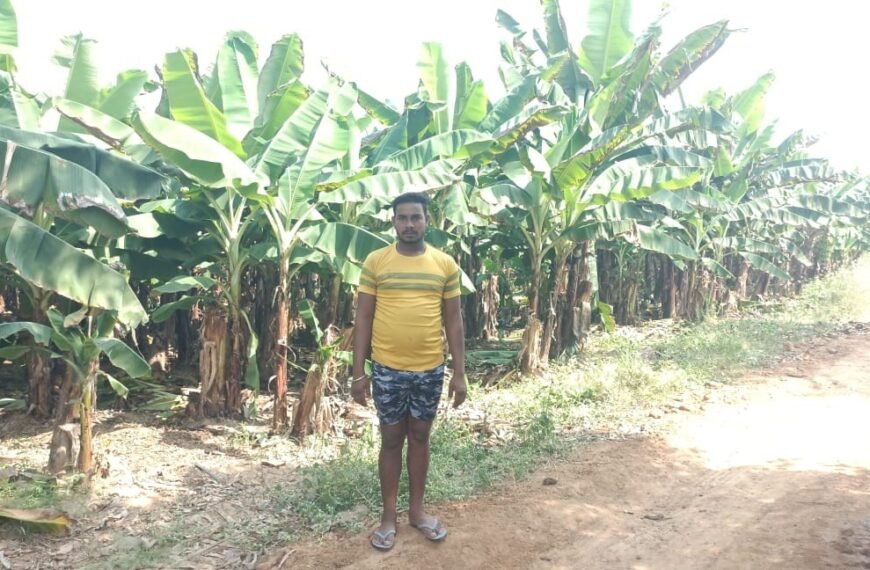 केला उत्पादन से बढ़ी आमदनी, उद्यानिकी खेती से मिला नया सहारा