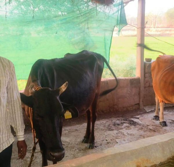 डेयरी योजना बदल रही है धनमती की तकदीर