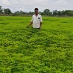 हरी खाद से संवर रही खेतों की सेहत, प्राकृतिक खेती की मिसाल बने किसान नरेंद्र सिंह