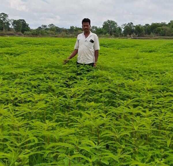 हरी खाद से संवर रही खेतों की सेहत, प्राकृतिक खेती की मिसाल बने किसान नरेंद्र सिंह