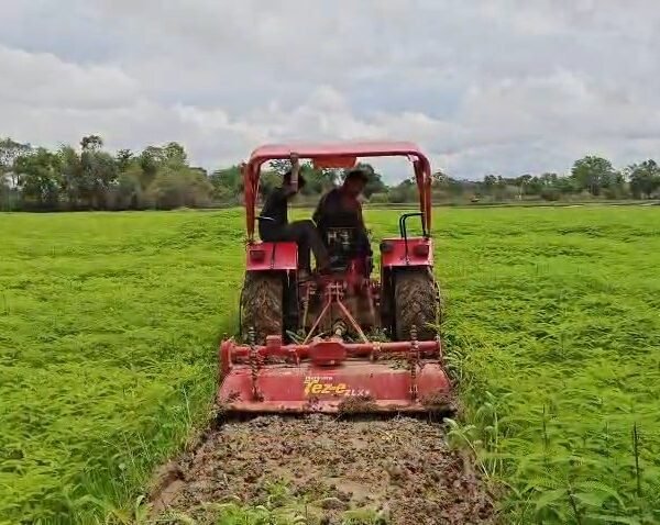 खेत बचाओ अभियानः हरी खाद (ढेंचा) से संवर रही खेतों की सेहत