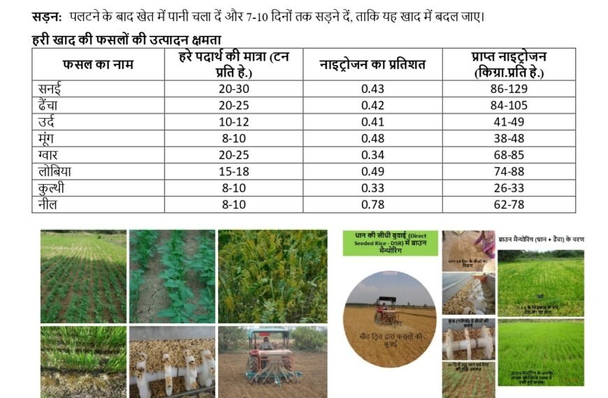 अधिक वर्षा की स्थिति में किसान लेही पद्दति से धान की करें बुआई
