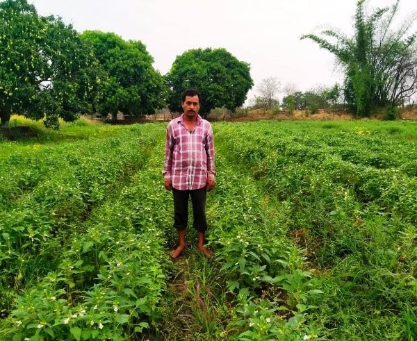 परती भूमि बनी कमाई का जरिया, कृषि विज्ञान केंद्र बालोद की पहल से किसान की बढ़ी आय