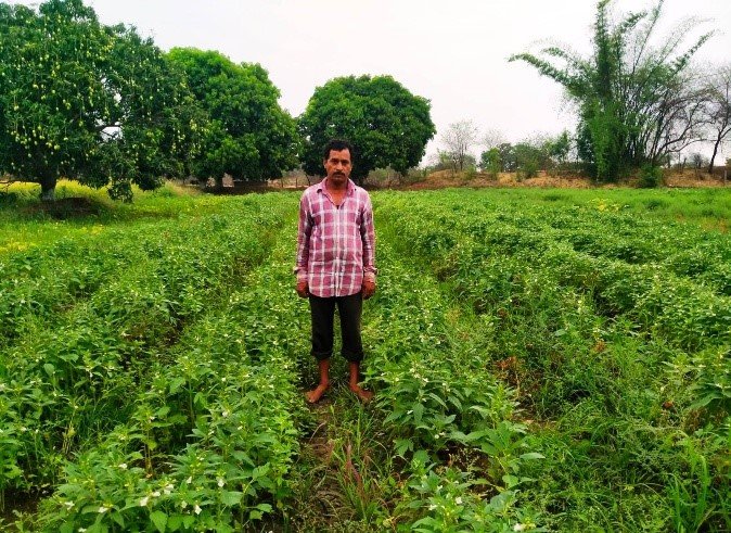 परती भूमि बनी कमाई का जरिया, कृषि विज्ञान केंद्र बालोद की पहल से किसान की बढ़ी आय